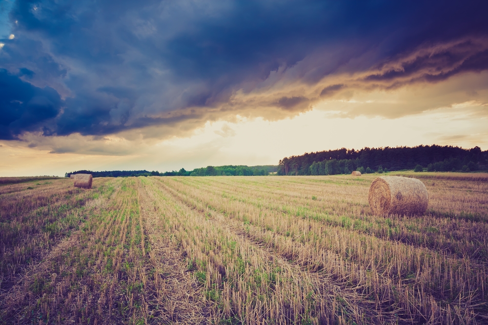 Processing Lines and Post Harvest Management